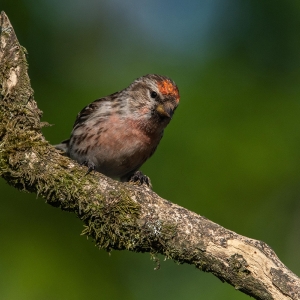 Redwell   02 06 2020   D500   Les 15.jpg